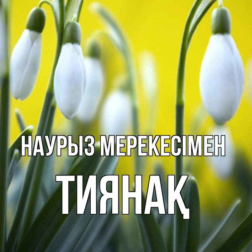 Күн сайын ашық хат с именем, ТИЯНАҚ Наурыз мерекесімен весенние цветы Онлайн тегін жүктеп алу тілектері бар керемет карта 