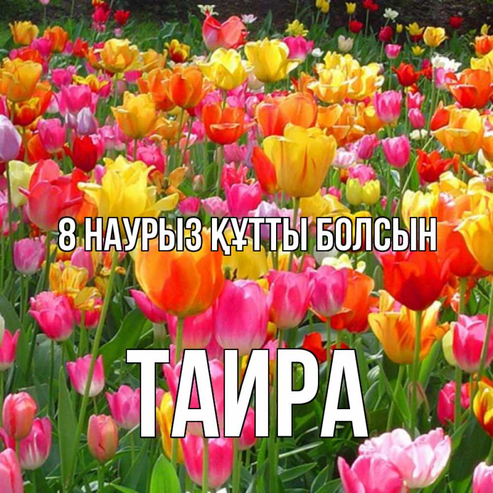 Күн сайын ашық хат с именем, Таира 8 наурыз құтты болсын на международный женский день Онлайн тегін жүктеп алу тілектері бар керемет карта 