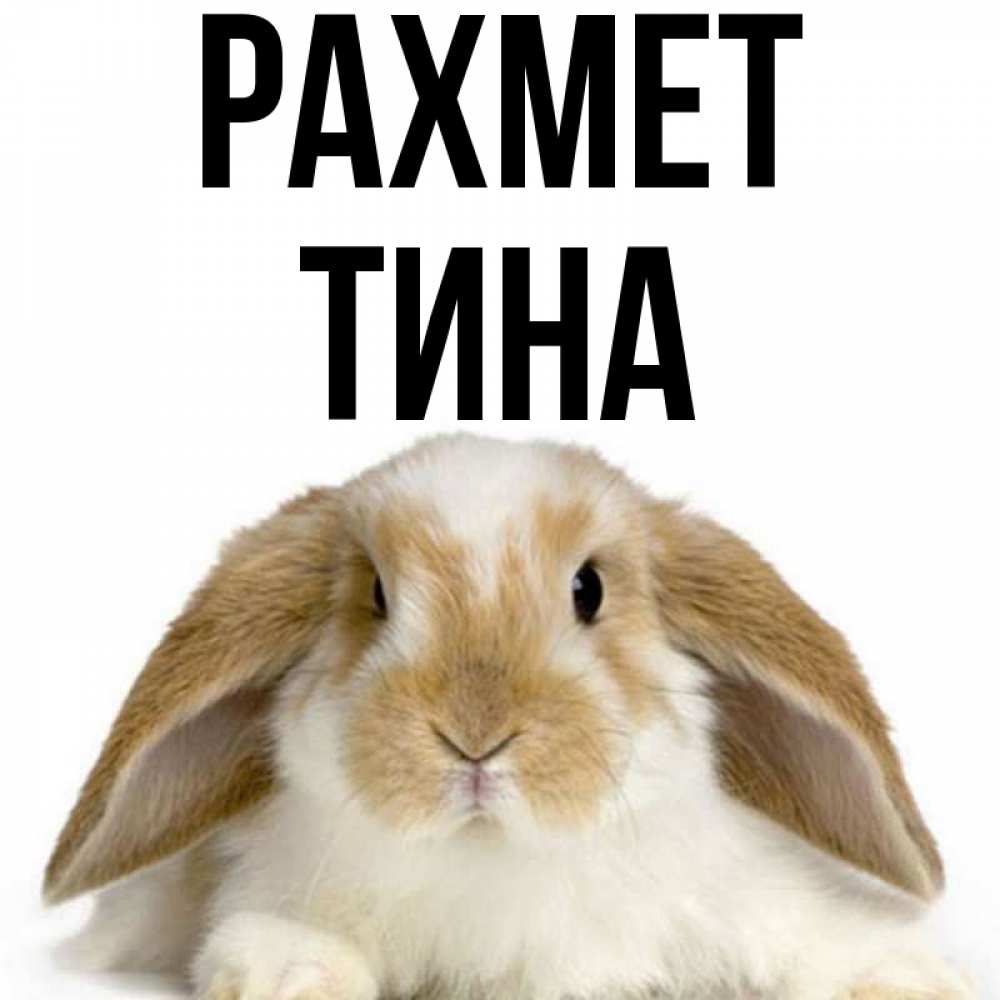 Күн сайын ашық хат с именем, Тина рахмет коричнево белый заяц Онлайн тегін жүктеп алу тілектері бар керемет карта 