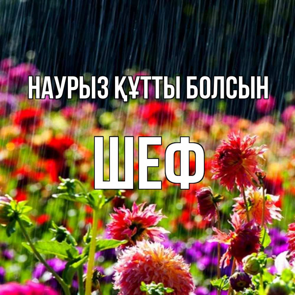Күн сайын ашық хат с именем, Шеф Наурыз құтты болсын цветы под дождиком к наурызу Онлайн тегін жүктеп алу тілектері бар керемет карта 