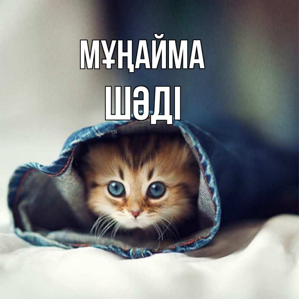 Күн сайын ашық хат с именем, ШӘДІ Мұңайма рыжик котик Онлайн тегін жүктеп алу тілектері бар керемет карта 