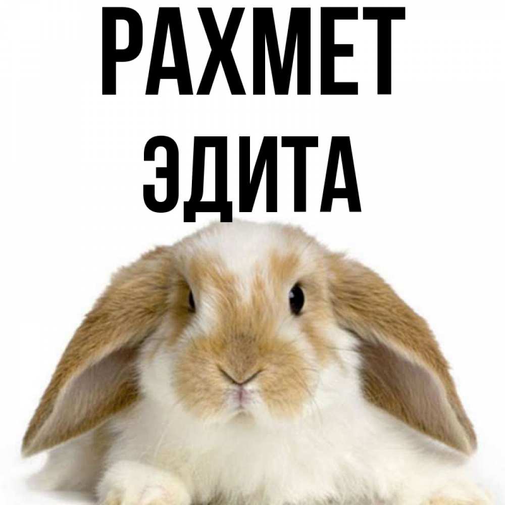 Күн сайын ашық хат с именем, Эдита рахмет коричнево белый заяц Онлайн тегін жүктеп алу тілектері бар керемет карта 