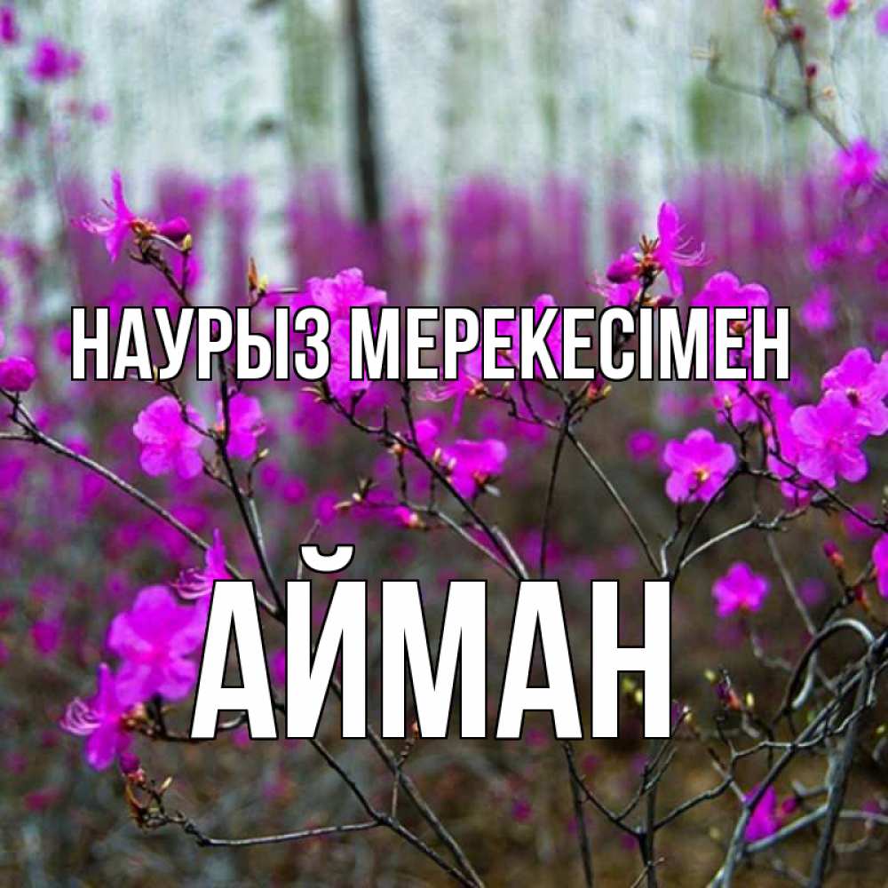 Күн сайын ашық хат с именем, АЙМАН Наурыз мерекесімен дикие цветы Онлайн тегін жүктеп алу тілектері бар керемет карта 