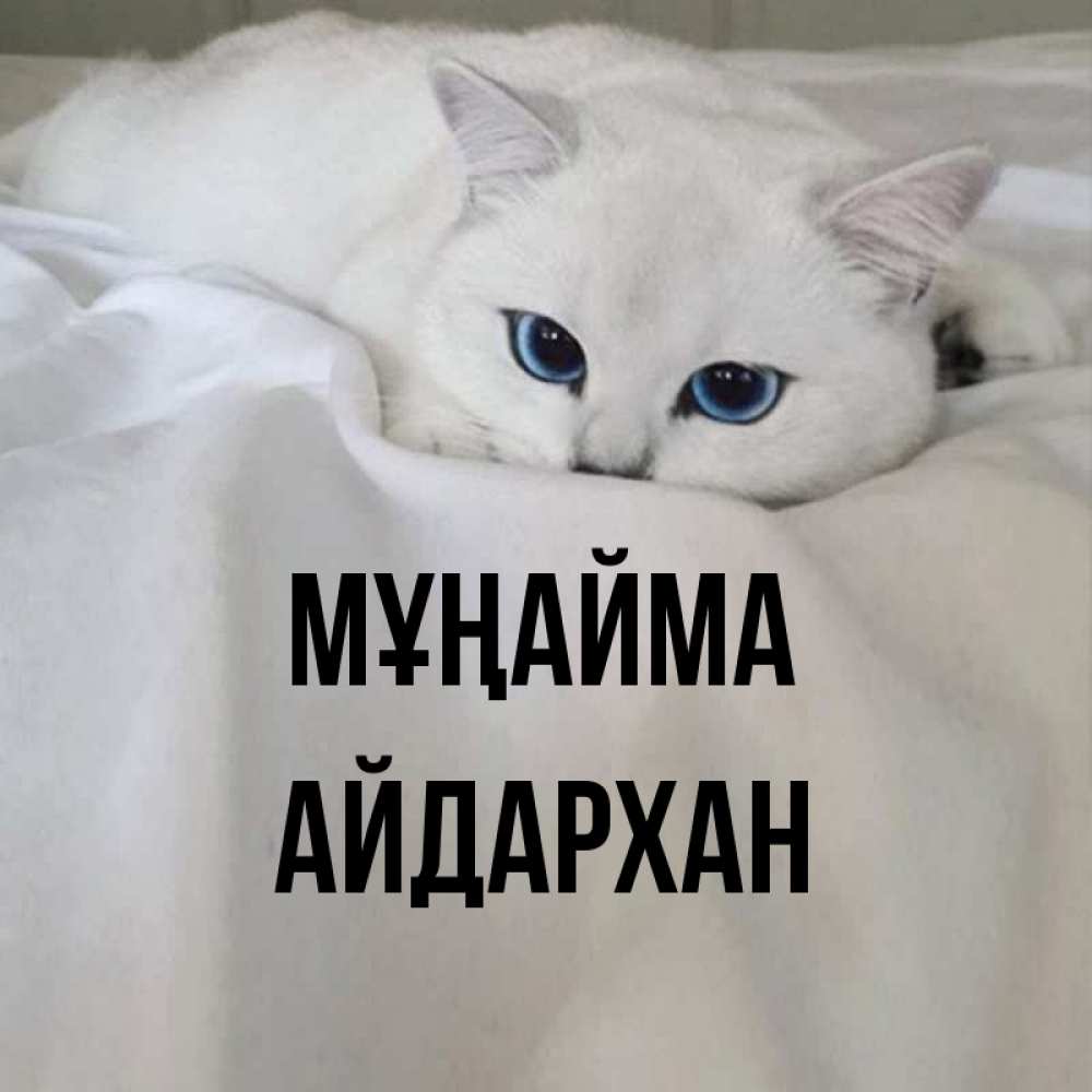 Күн сайын ашық хат с именем, Айдархан Мұңайма Голубоглазая кошка Онлайн тегін жүктеп алу тілектері бар керемет карта 