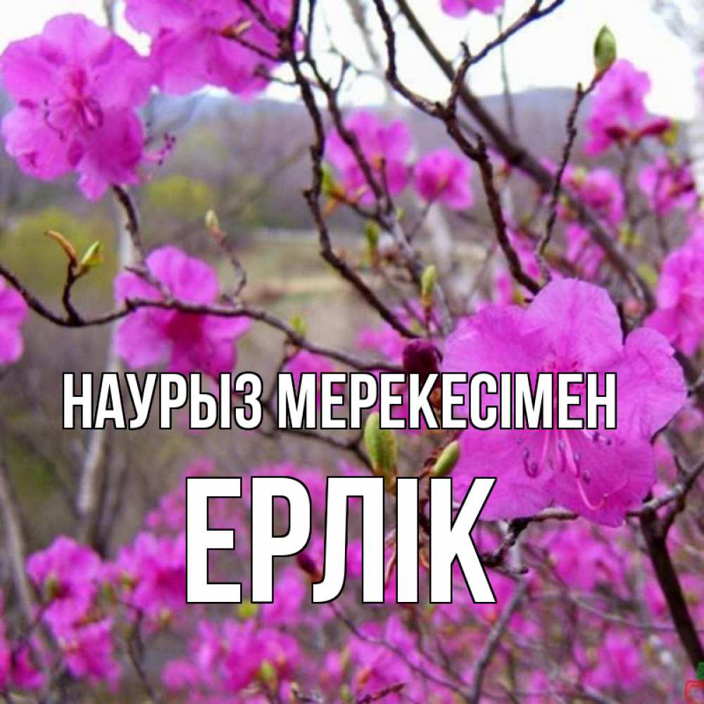 Күн сайын ашық хат с именем, Ерлік Наурыз мерекесімен праздник весны наурыз Онлайн тегін жүктеп алу тілектері бар керемет карта 