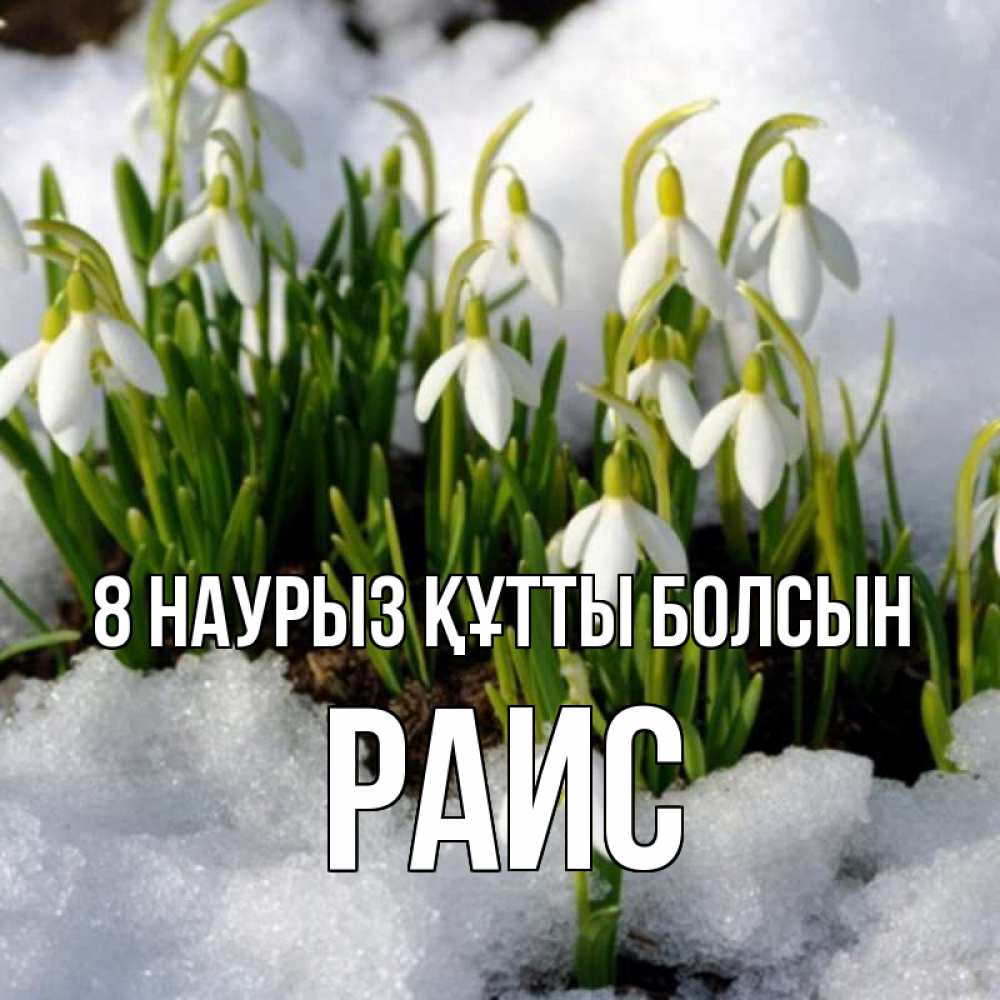 Күн сайын ашық хат с именем, Раис 8 наурыз құтты болсын цветы весенние Онлайн тегін жүктеп алу тілектері бар керемет карта 