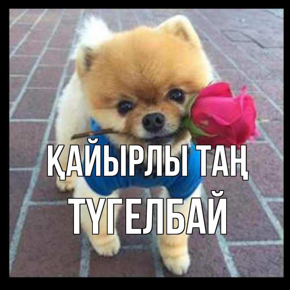 Күн сайын ашық хат с именем, ТҮГЕЛБАЙ Қайырлы таң роза в зубах Онлайн тегін жүктеп алу тілектері бар керемет карта 