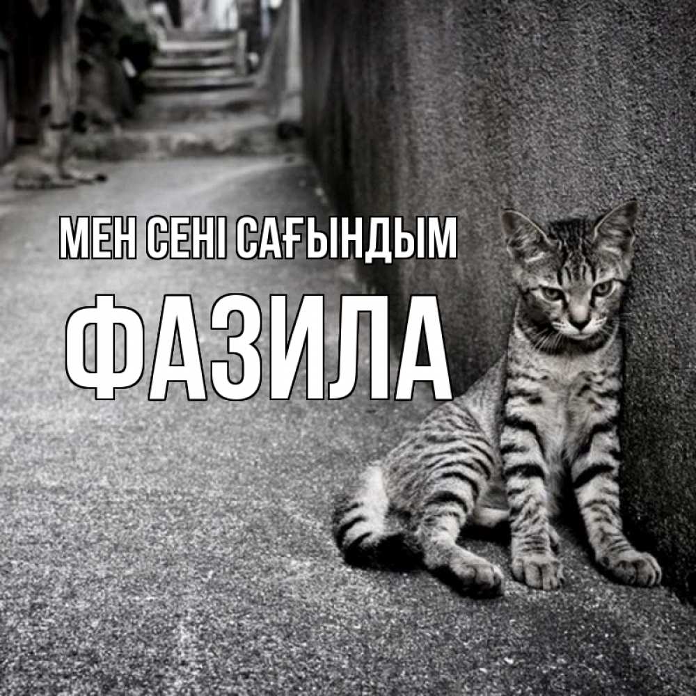 Күн сайын ашық хат с именем, ФАЗИЛА Мен сені сағындым одиноко котику Онлайн тегін жүктеп алу тілектері бар керемет карта 