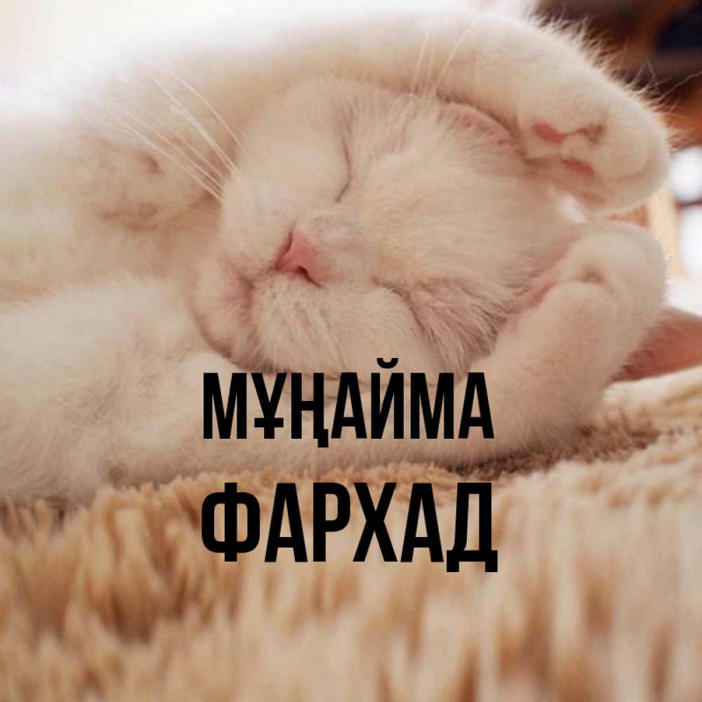 Күн сайын ашық хат с именем, Фархад Мұңайма Котенок спит Онлайн тегін жүктеп алу тілектері бар керемет карта 