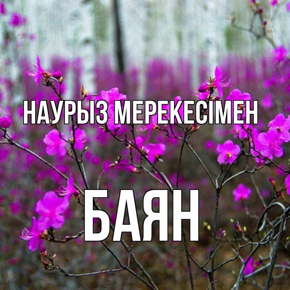 Күн сайын ашық хат с именем, Баян Наурыз мерекесімен дикие цветы Онлайн тегін жүктеп алу тілектері бар керемет карта 