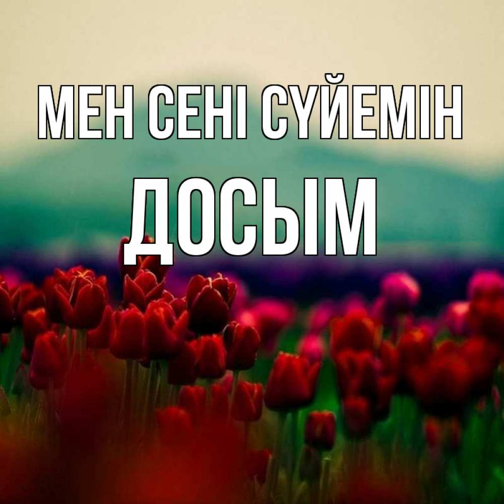 Күн сайын ашық хат с именем, Досым Мен сені сүйемін тюльпаны 4 Онлайн тегін жүктеп алу тілектері бар керемет карта 