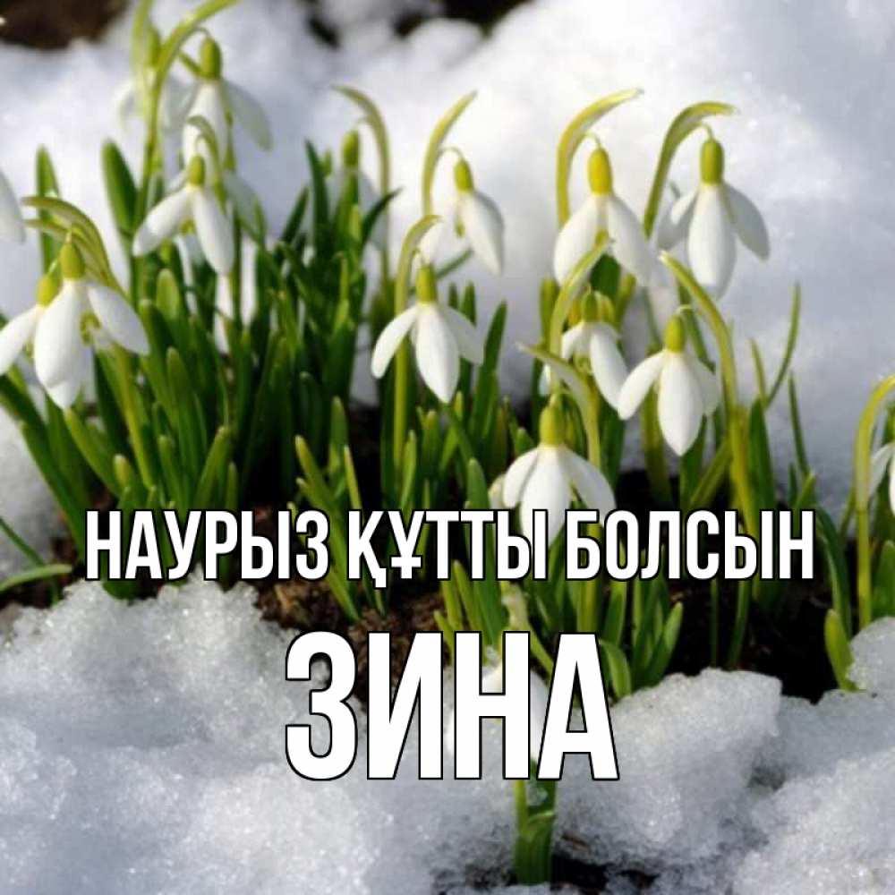 Күн сайын ашық хат с именем, Зина Наурыз құтты болсын цветы весенние Онлайн тегін жүктеп алу тілектері бар керемет карта 