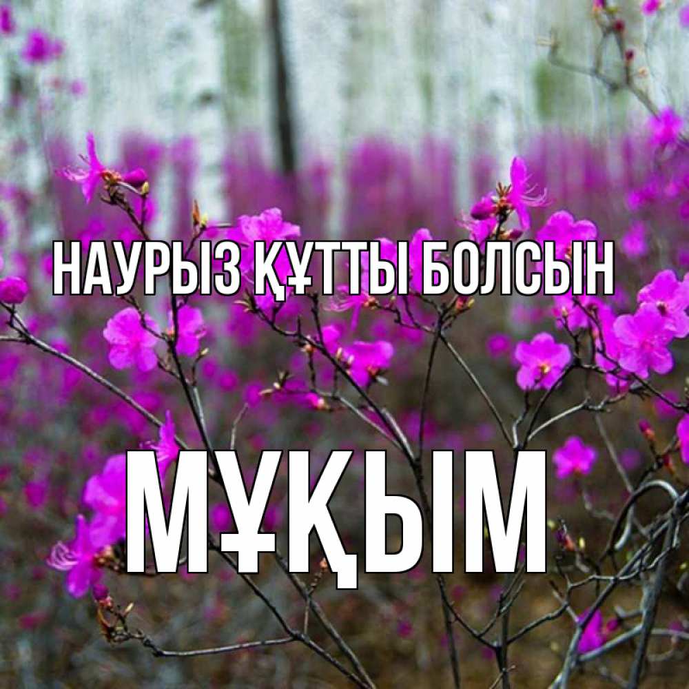 Күн сайын ашық хат с именем, МҰҚЫМ Наурыз құтты болсын дикие цветы Онлайн тегін жүктеп алу тілектері бар керемет карта 