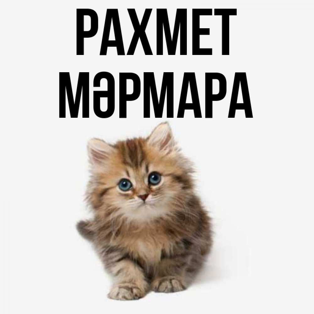 Күн сайын ашық хат с именем, МӘРМАРА рахмет пушистый котик Онлайн тегін жүктеп алу тілектері бар керемет карта 