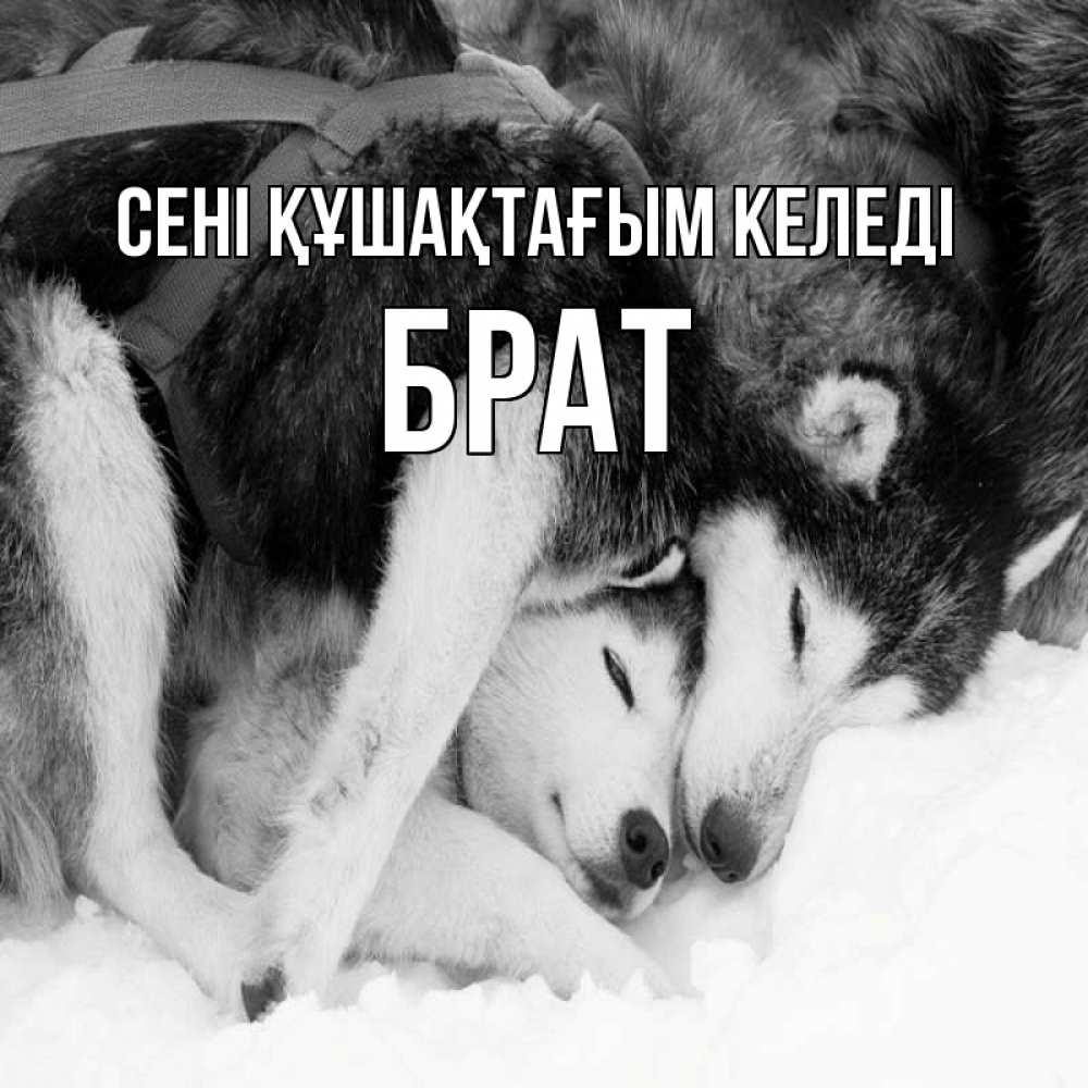 Күн сайын ашық хат с именем, Брат сені құшақтағым келеді собачки в упряжке Онлайн тегін жүктеп алу тілектері бар керемет карта 