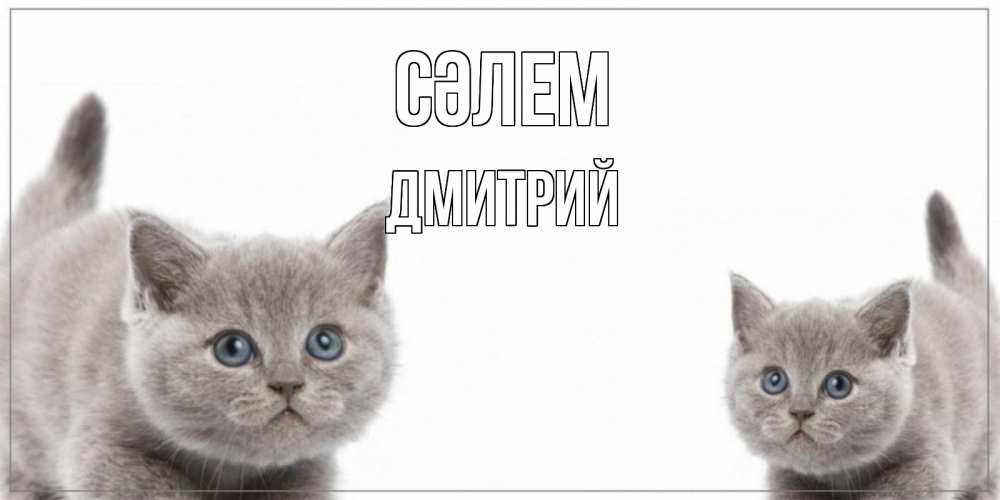 Күн сайын ашық хат с именем, Дмитрий Сәлем коты Онлайн тегін жүктеп алу тілектері бар керемет карта 