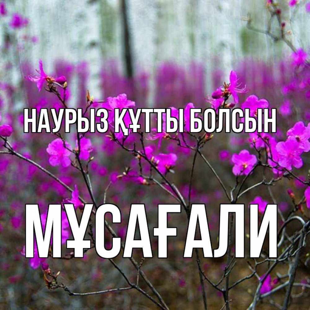 Күн сайын ашық хат с именем, Мұсағали Наурыз құтты болсын дикие цветы Онлайн тегін жүктеп алу тілектері бар керемет карта 
