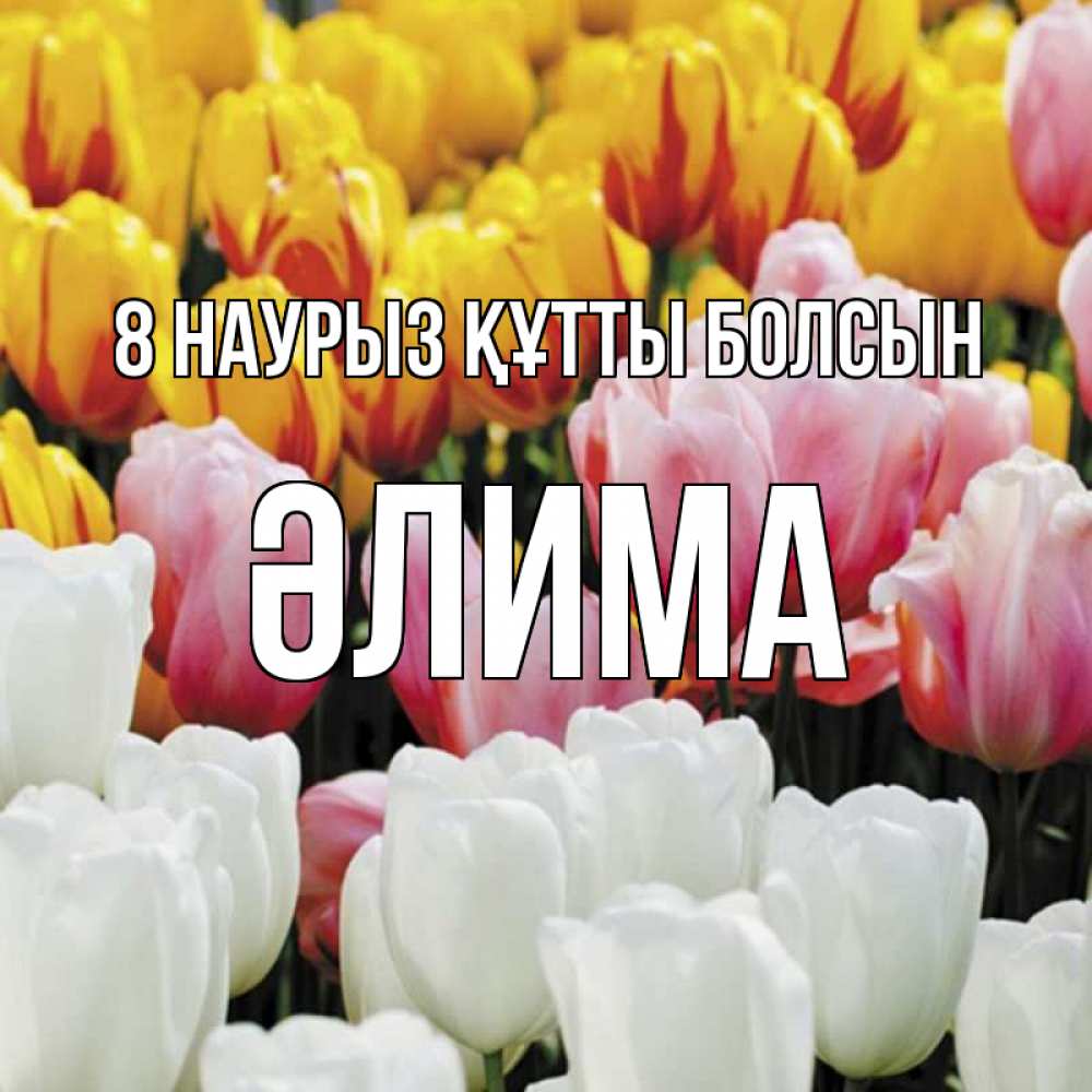 Күн сайын ашық хат с именем, ӘЛИМА 8 наурыз құтты болсын разноцветные цветы Онлайн тегін жүктеп алу тілектері бар керемет карта 