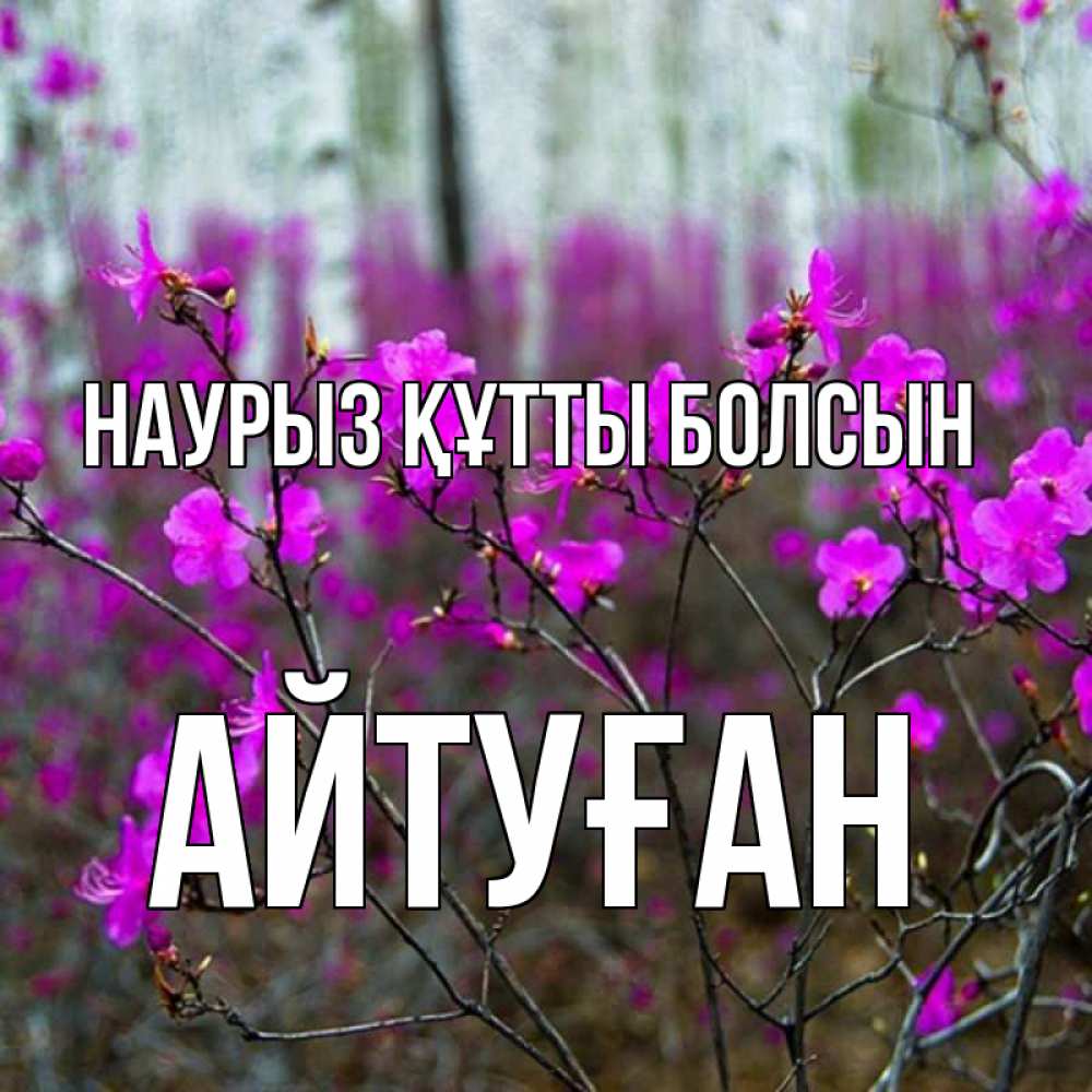 Күн сайын ашық хат с именем, Айтуған Наурыз құтты болсын дикие цветы Онлайн тегін жүктеп алу тілектері бар керемет карта 