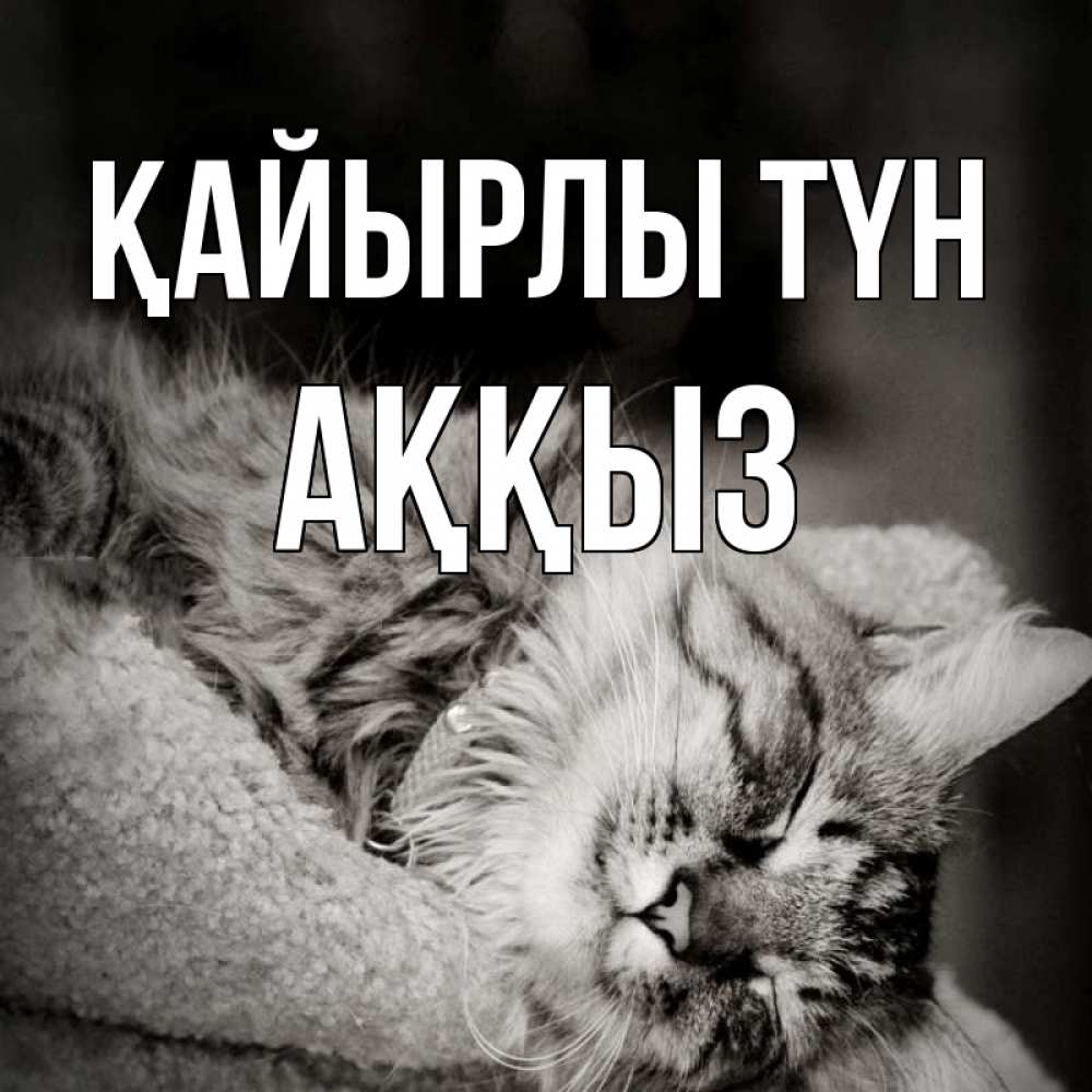 Күн сайын ашық хат с именем, АҚҚЫЗ Қайырлы түн котярик пушистый Онлайн тегін жүктеп алу тілектері бар керемет карта 