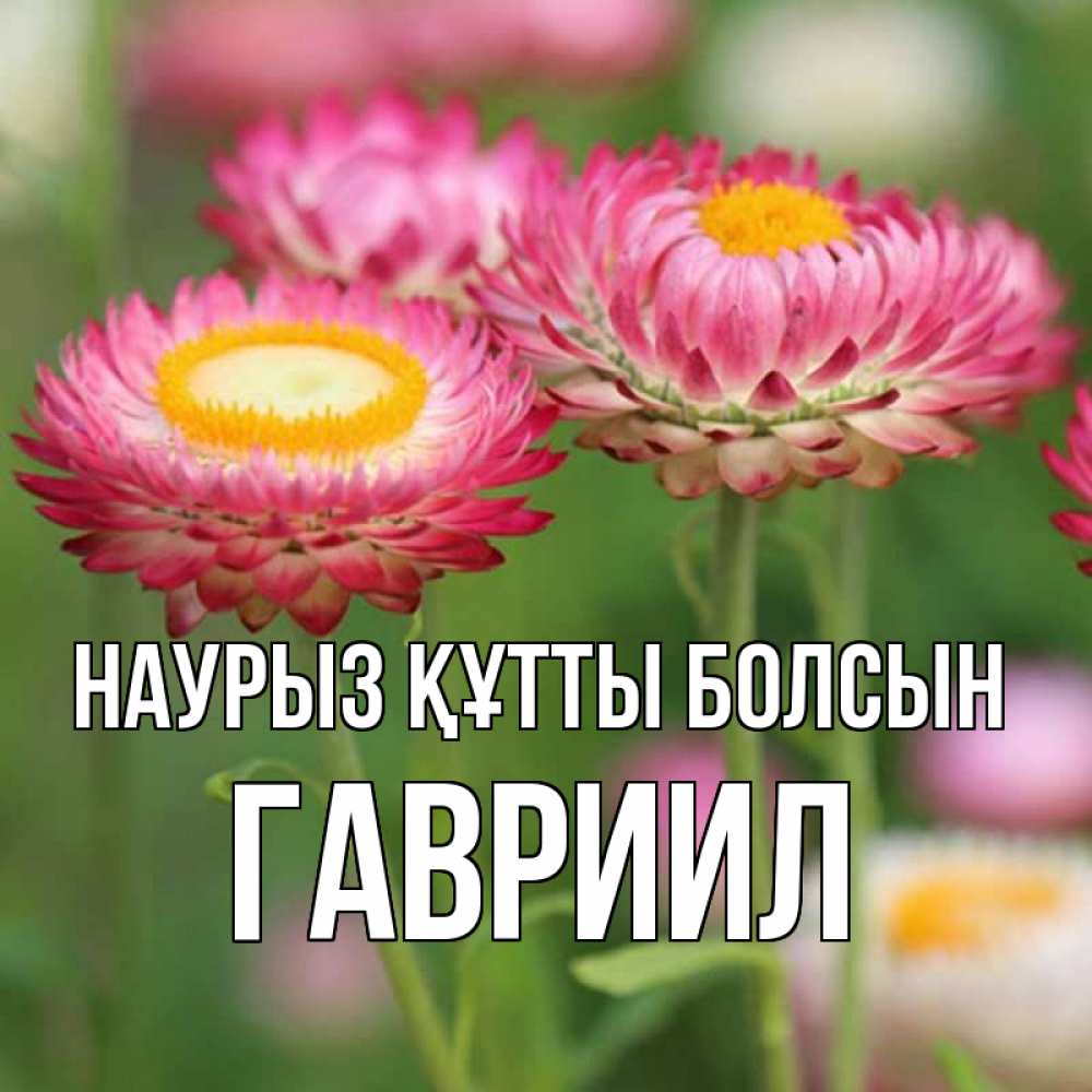 Күн сайын ашық хат с именем, Гавриил Наурыз құтты болсын подарок на международный женский день Онлайн тегін жүктеп алу тілектері бар керемет карта 