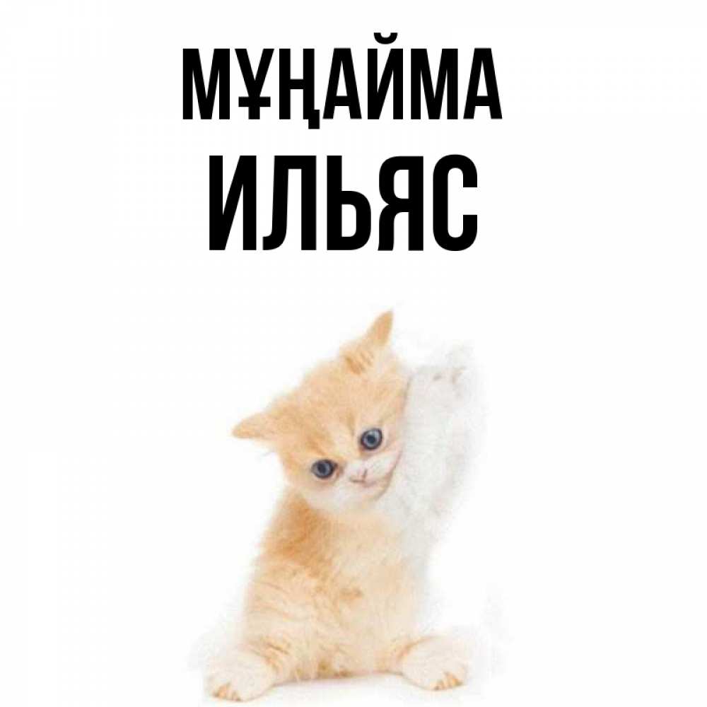 Күн сайын ашық хат с именем, Ильяс Мұңайма просящий кот Онлайн тегін жүктеп алу тілектері бар керемет карта 