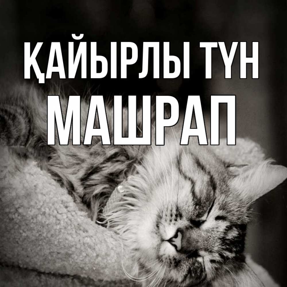 Күн сайын ашық хат с именем, МАШРАП Қайырлы түн котярик пушистый Онлайн тегін жүктеп алу тілектері бар керемет карта 