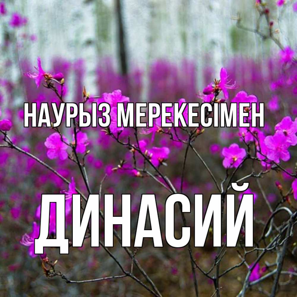 Күн сайын ашық хат с именем, Динасий Наурыз мерекесімен дикие цветы Онлайн тегін жүктеп алу тілектері бар керемет карта 