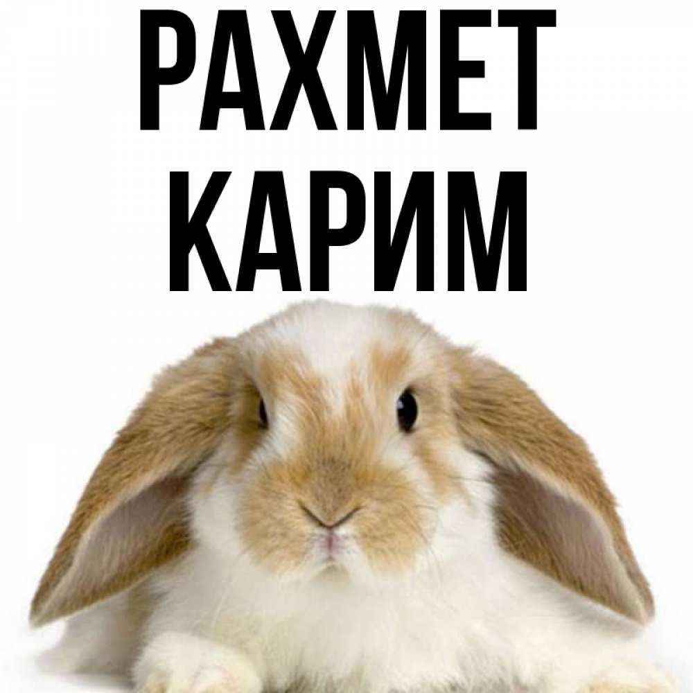 Күн сайын ашық хат с именем, Карим рахмет коричнево белый заяц Онлайн тегін жүктеп алу тілектері бар керемет карта 