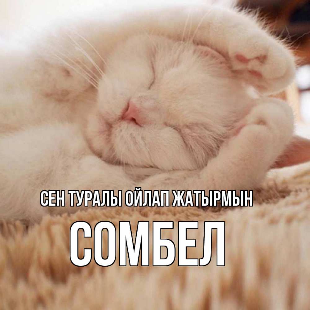 Күн сайын ашық хат с именем, СОМБЕЛ Сен туралы ойлап жатырмын для любимой девушки милота Онлайн тегін жүктеп алу тілектері бар керемет карта 