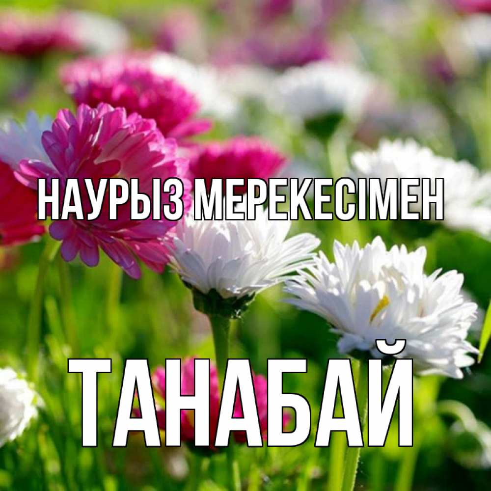 Күн сайын ашық хат с именем, ТАНАБАЙ Наурыз мерекесімен праздник весны наурыз красота Онлайн тегін жүктеп алу тілектері бар керемет карта 