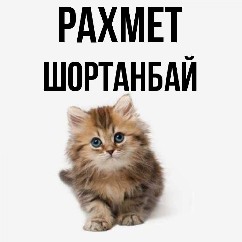 Күн сайын ашық хат с именем, ШОРТАНБАЙ рахмет пушистый котик Онлайн тегін жүктеп алу тілектері бар керемет карта 