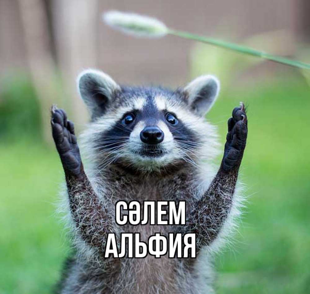 Күн сайын ашық хат с именем, Альфия Сәлем животные Онлайн тегін жүктеп алу тілектері бар керемет карта 