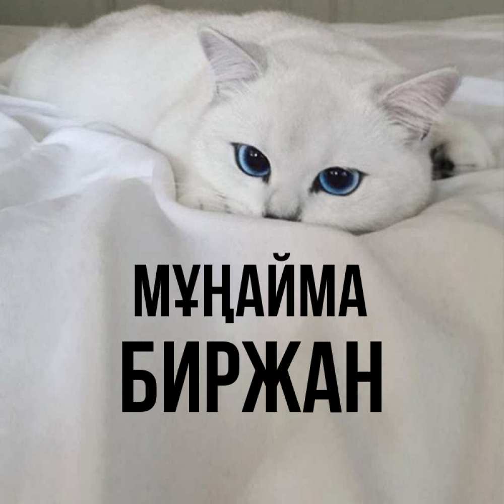 Күн сайын ашық хат с именем, Биржан Мұңайма Голубоглазая кошка Онлайн тегін жүктеп алу тілектері бар керемет карта 