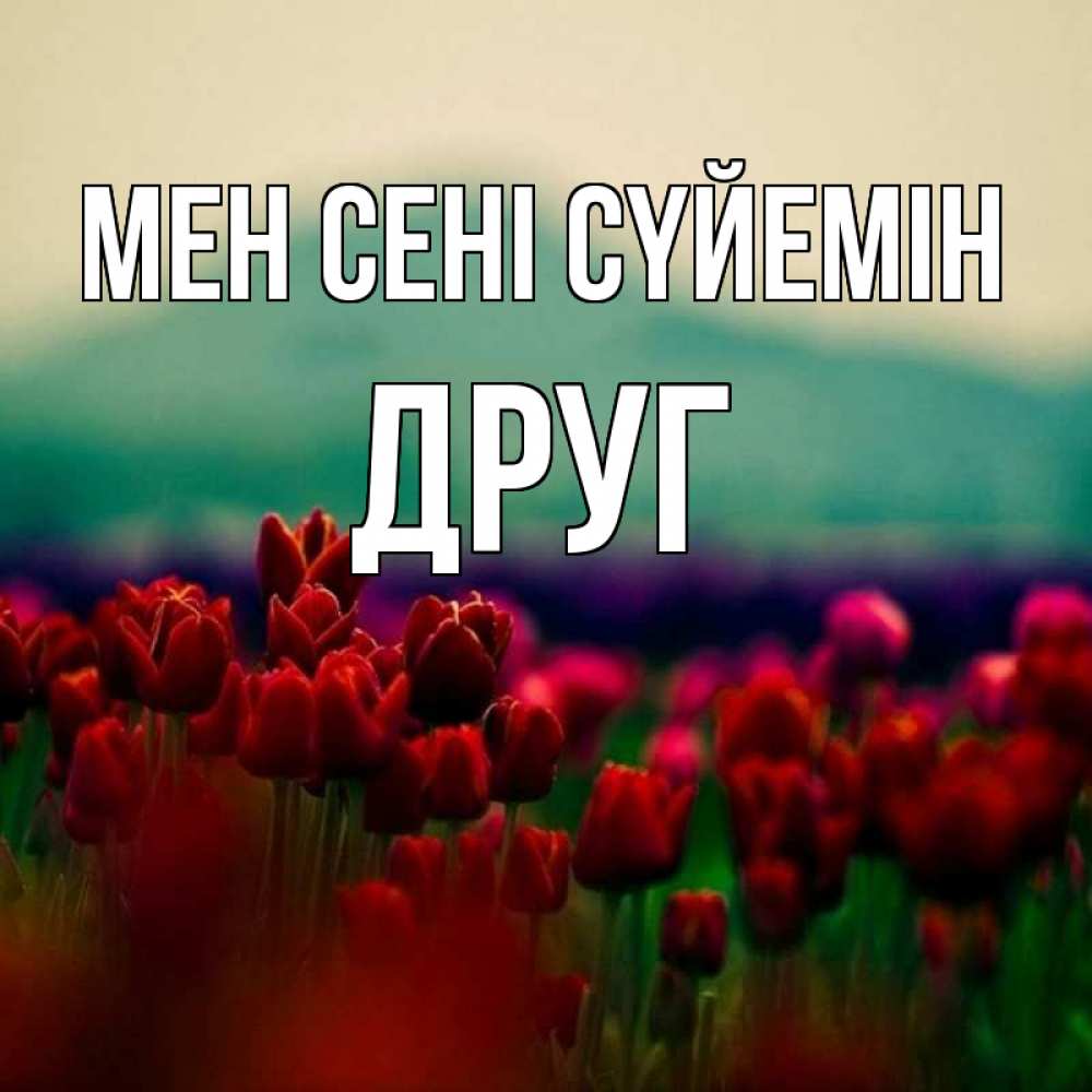 Күн сайын ашық хат с именем, Друг Мен сені сүйемін тюльпаны 4 Онлайн тегін жүктеп алу тілектері бар керемет карта 