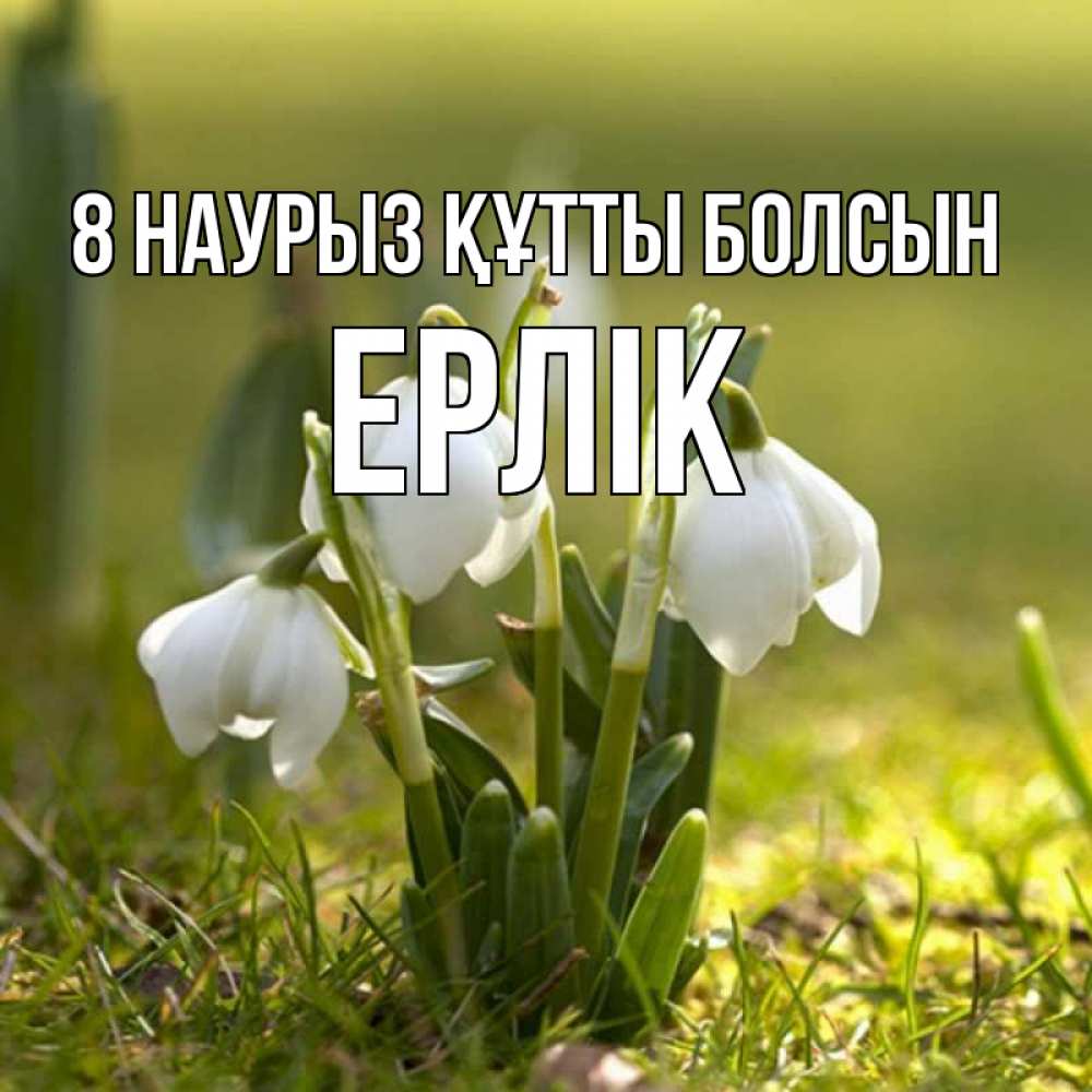 Күн сайын ашық хат с именем, Ерлік 8 наурыз құтты болсын ранние цветы 2 Онлайн тегін жүктеп алу тілектері бар керемет карта 