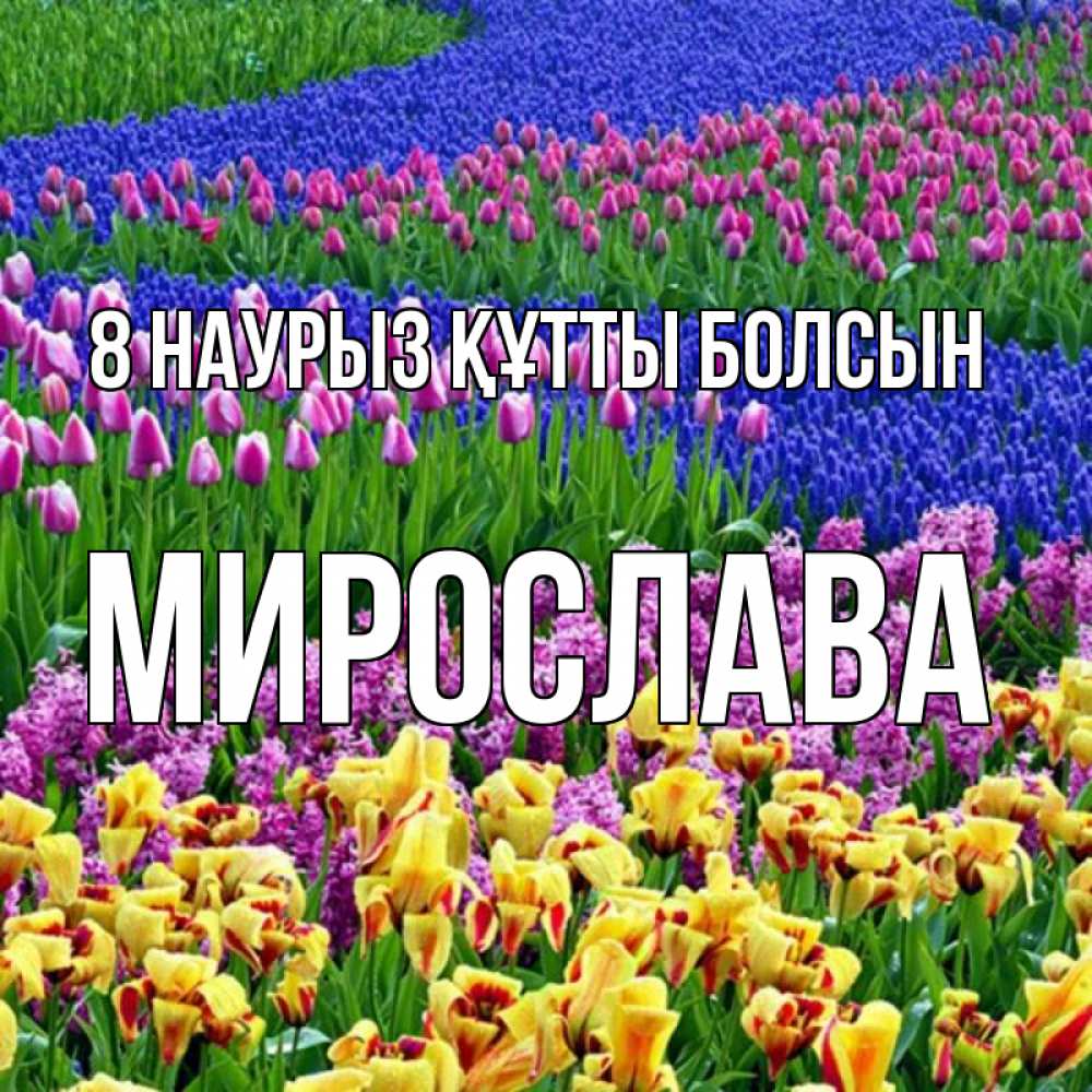 Күн сайын ашық хат с именем, Мирослава 8 наурыз құтты болсын цветы Онлайн тегін жүктеп алу тілектері бар керемет карта 