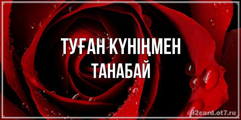 Күн сайын ашық хат с именем, ТАНАБАЙ Туған күніңмен крупная бордовая роза Онлайн тегін жүктеп алу тілектері бар керемет карта 