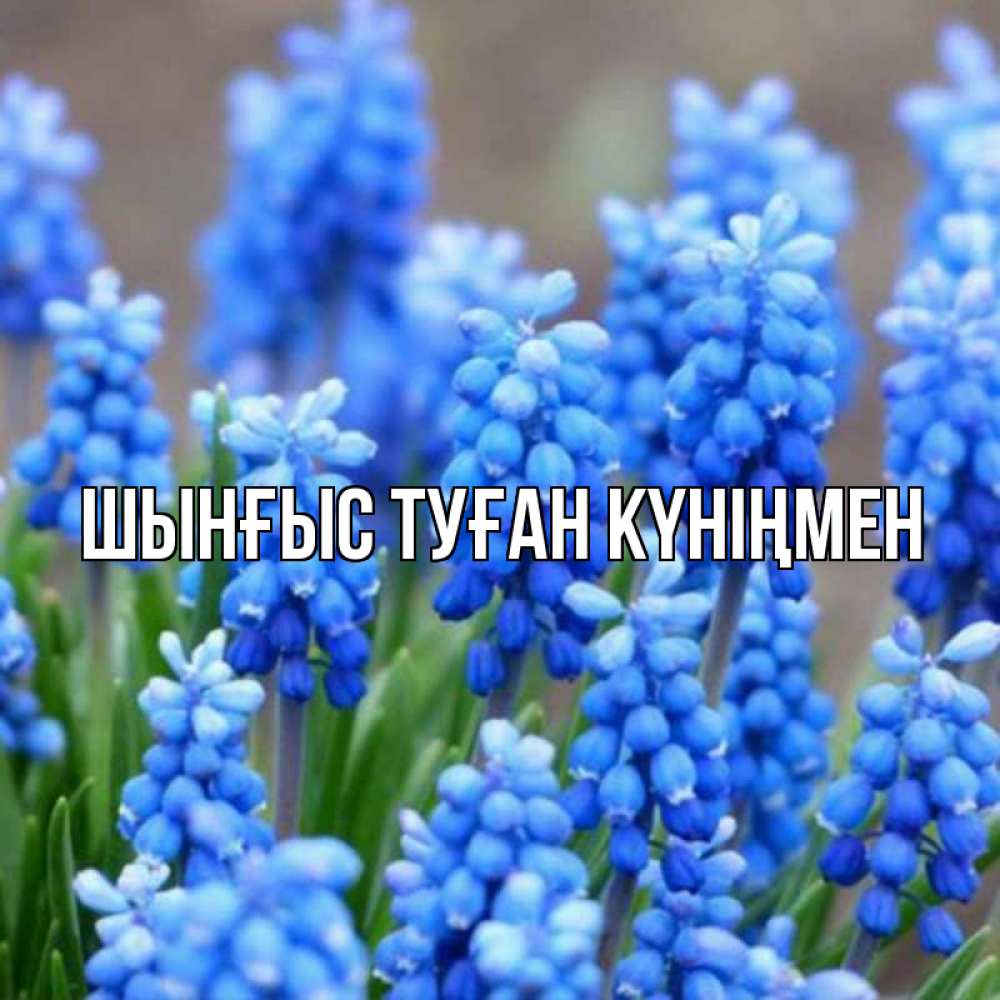 Күн сайын ашық хат с именем, ШЫНҒЫС-ТУҒАН-КҮНІҢМЕН Главная Поздравительная открытка для женщин с цветами на праздничную дату Онлайн тегін жүктеп алу тілектері бар керемет карта 