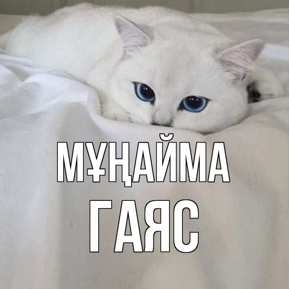 Күн сайын ашық хат с именем, Гаяс Мұңайма белый кот с голубыми глазами на белоснежной кровати Онлайн тегін жүктеп алу тілектері бар керемет карта 