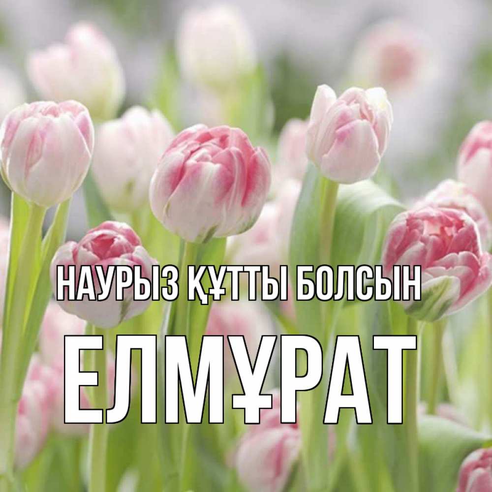 Күн сайын ашық хат с именем, Елмұрат Наурыз құтты болсын цветы Онлайн тегін жүктеп алу тілектері бар керемет карта 