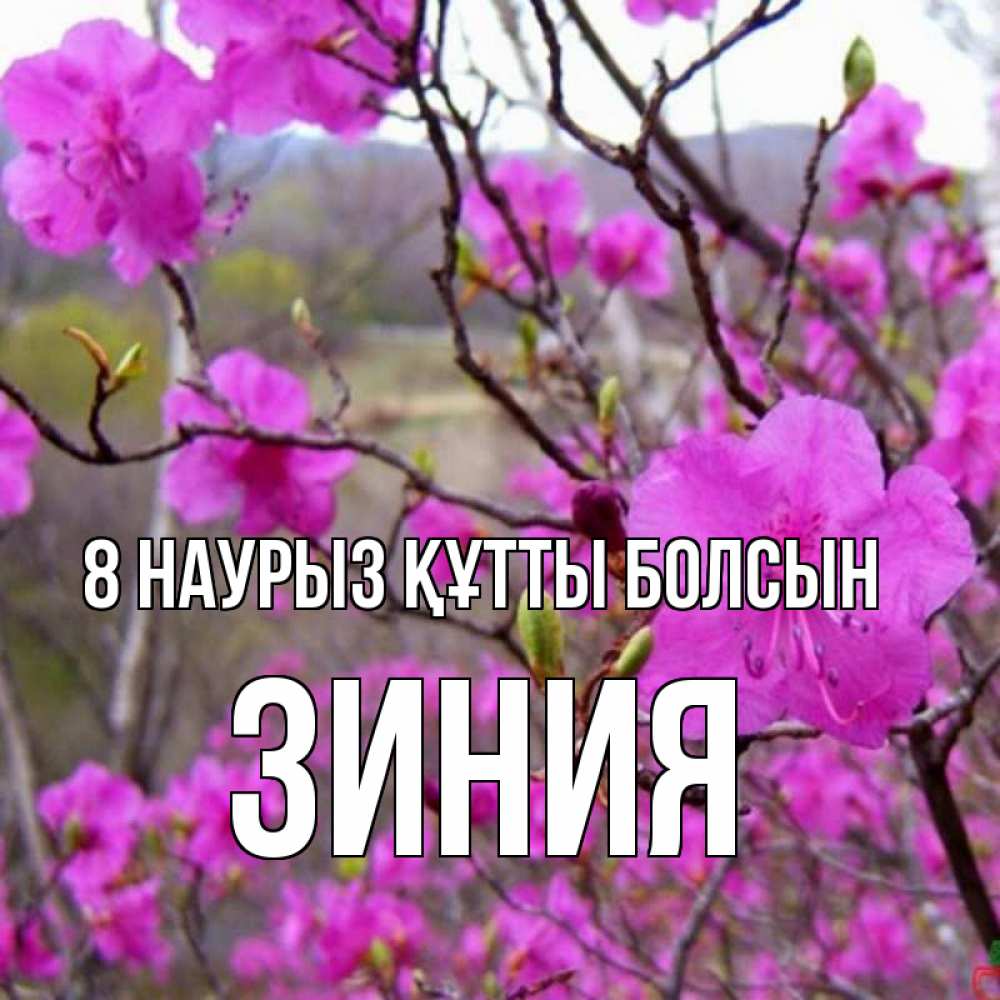 Күн сайын ашық хат с именем, ЗИНИЯ 8 наурыз құтты болсын международный женский день Онлайн тегін жүктеп алу тілектері бар керемет карта 