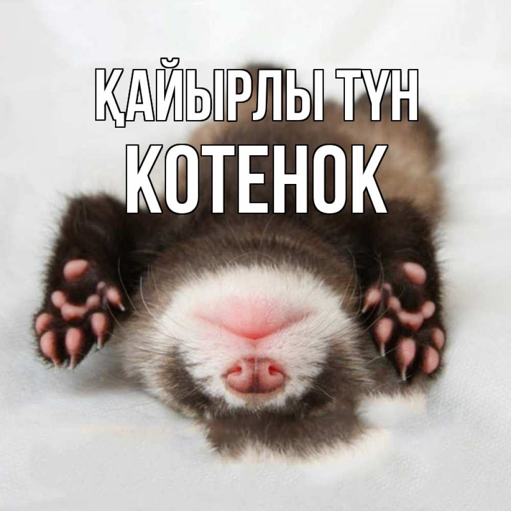 Күн сайын ашық хат с именем, Котенок Қайырлы түн зверек Онлайн тегін жүктеп алу тілектері бар керемет карта 