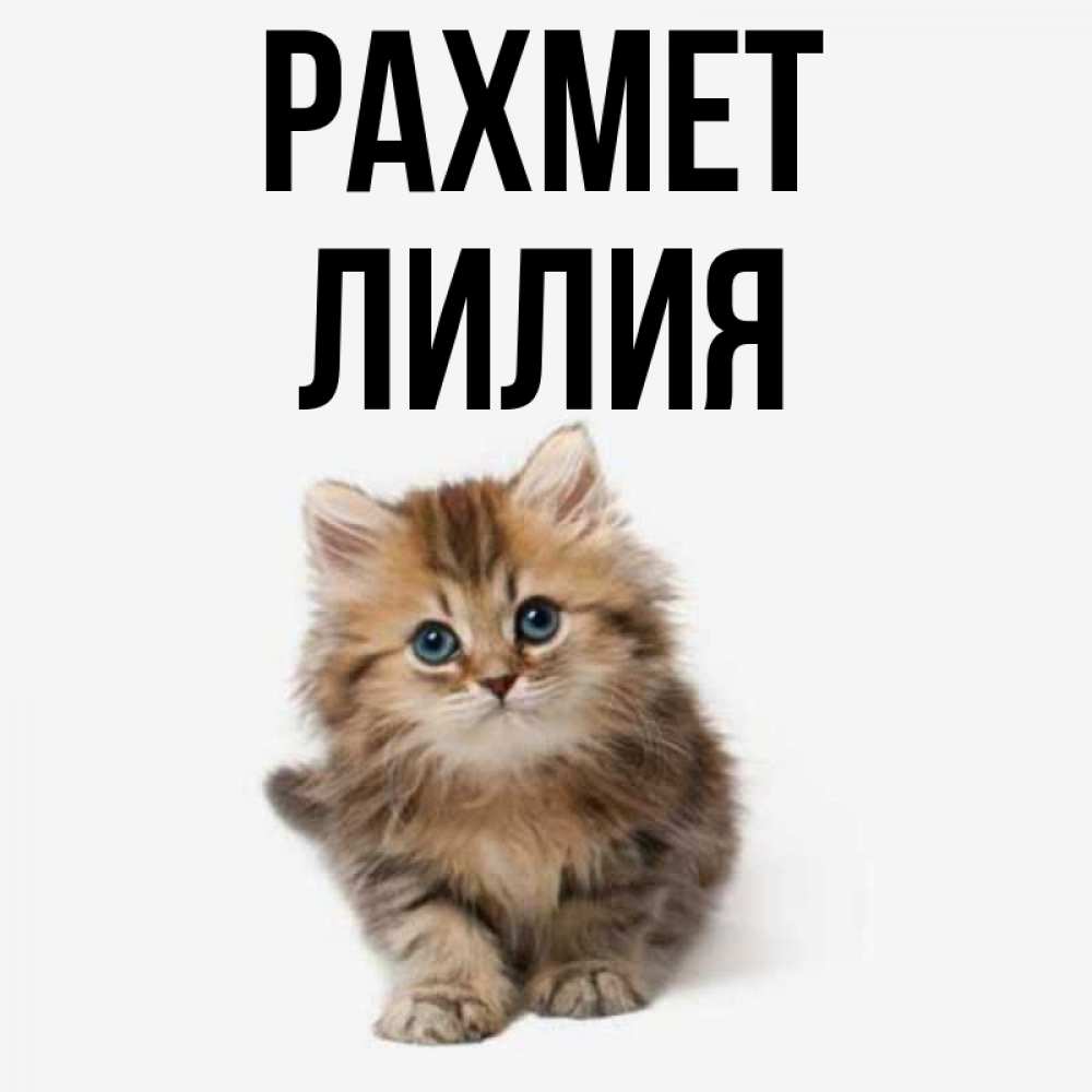 Күн сайын ашық хат с именем, Лилия рахмет пушистый котик Онлайн тегін жүктеп алу тілектері бар керемет карта 