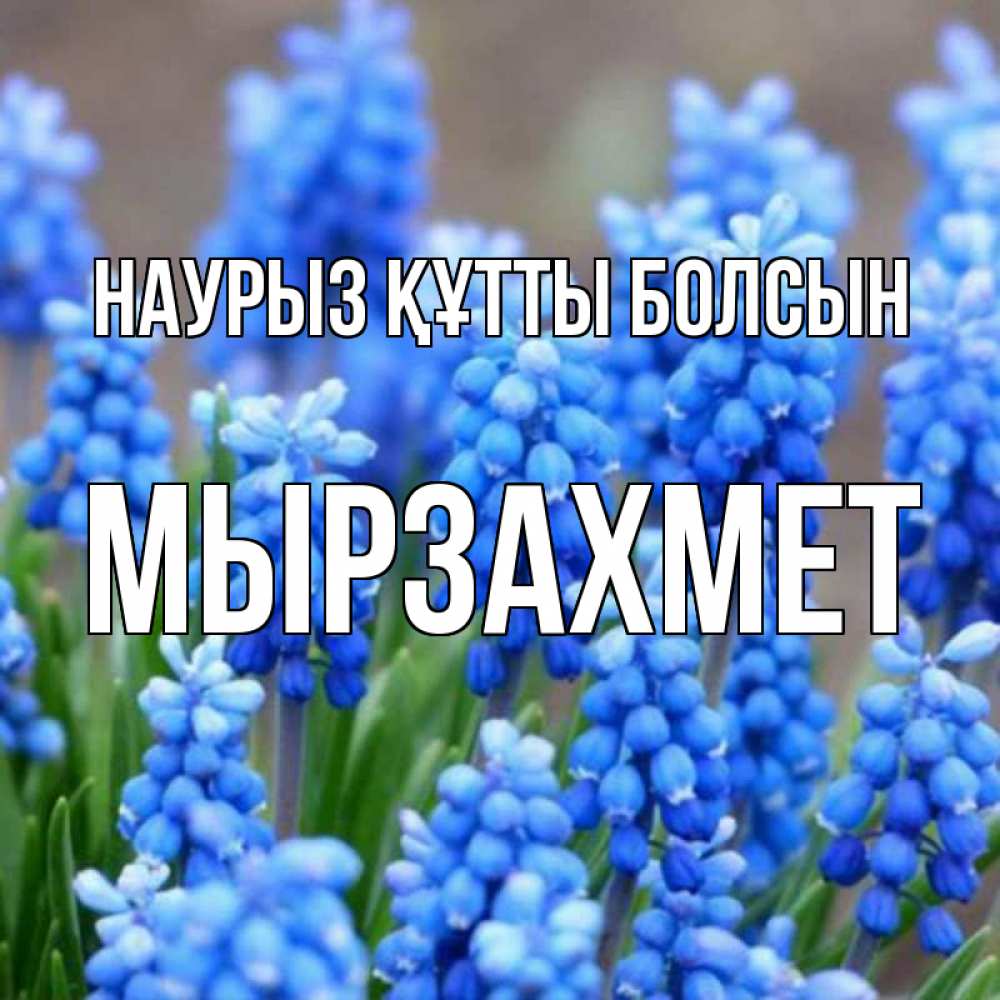 Күн сайын ашық хат с именем, МЫРЗАХМЕТ Наурыз құтты болсын Поздравительная открытка для женщин с цветами на праздничную дату Онлайн тегін жүктеп алу тілектері бар керемет карта 