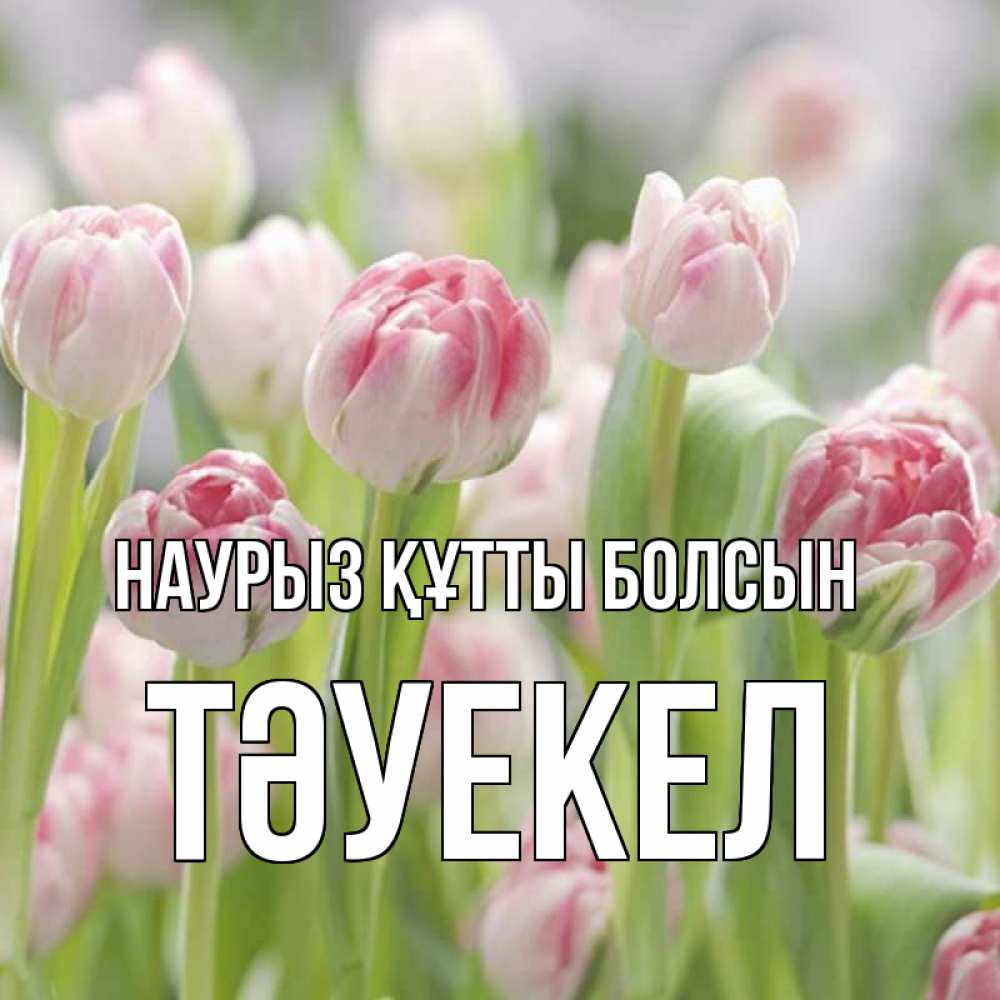 Күн сайын ашық хат с именем, ТӘУЕКЕЛ Наурыз құтты болсын цветы Онлайн тегін жүктеп алу тілектері бар керемет карта 