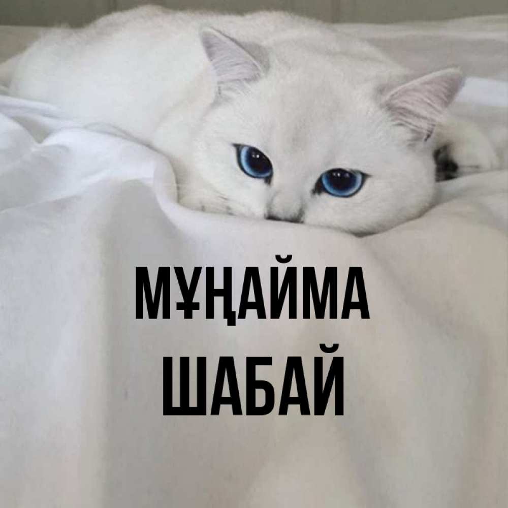 Күн сайын ашық хат с именем, ШАБАЙ Мұңайма Голубоглазая кошка Онлайн тегін жүктеп алу тілектері бар керемет карта 