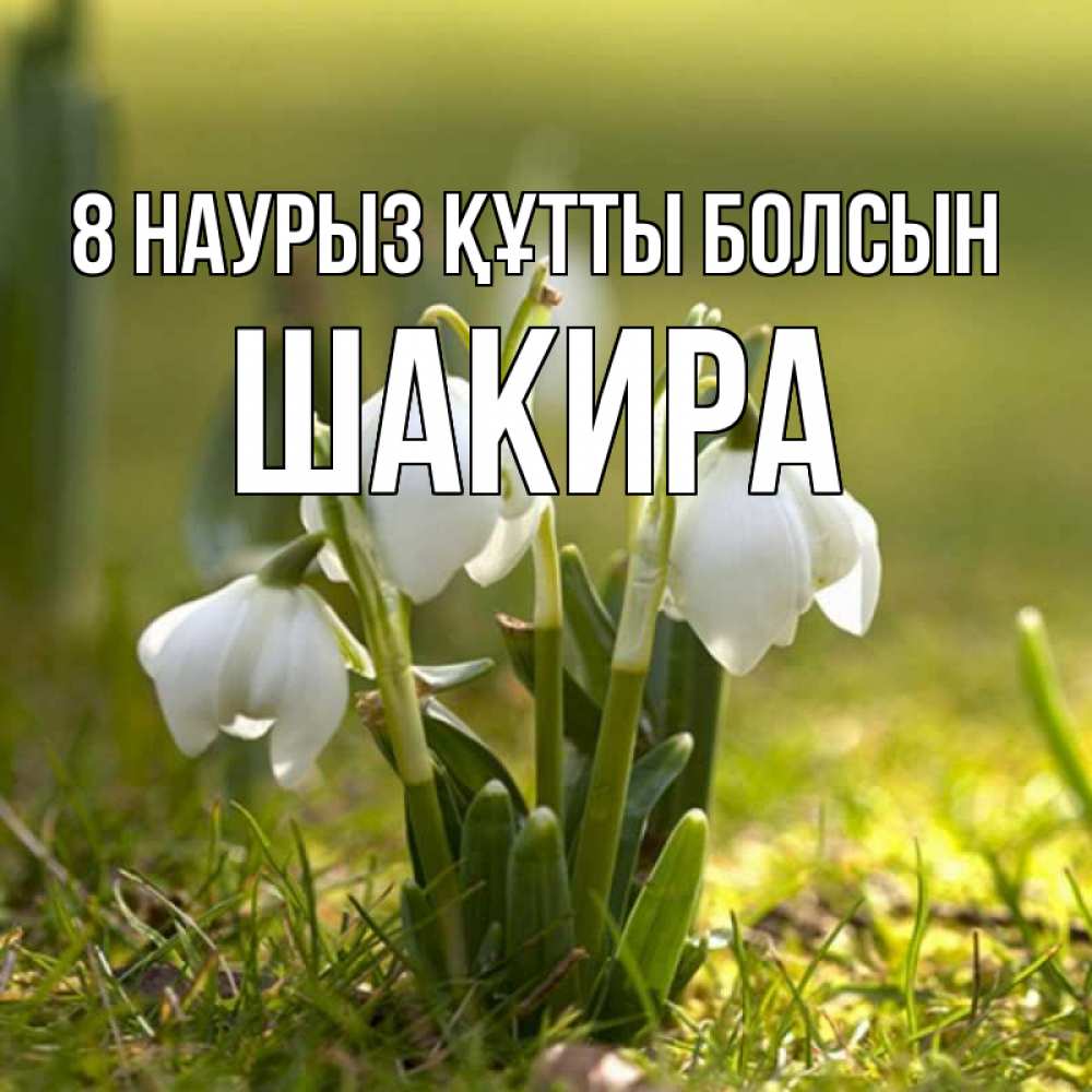 Күн сайын ашық хат с именем, Шакира 8 наурыз құтты болсын ранние цветы 2 Онлайн тегін жүктеп алу тілектері бар керемет карта 