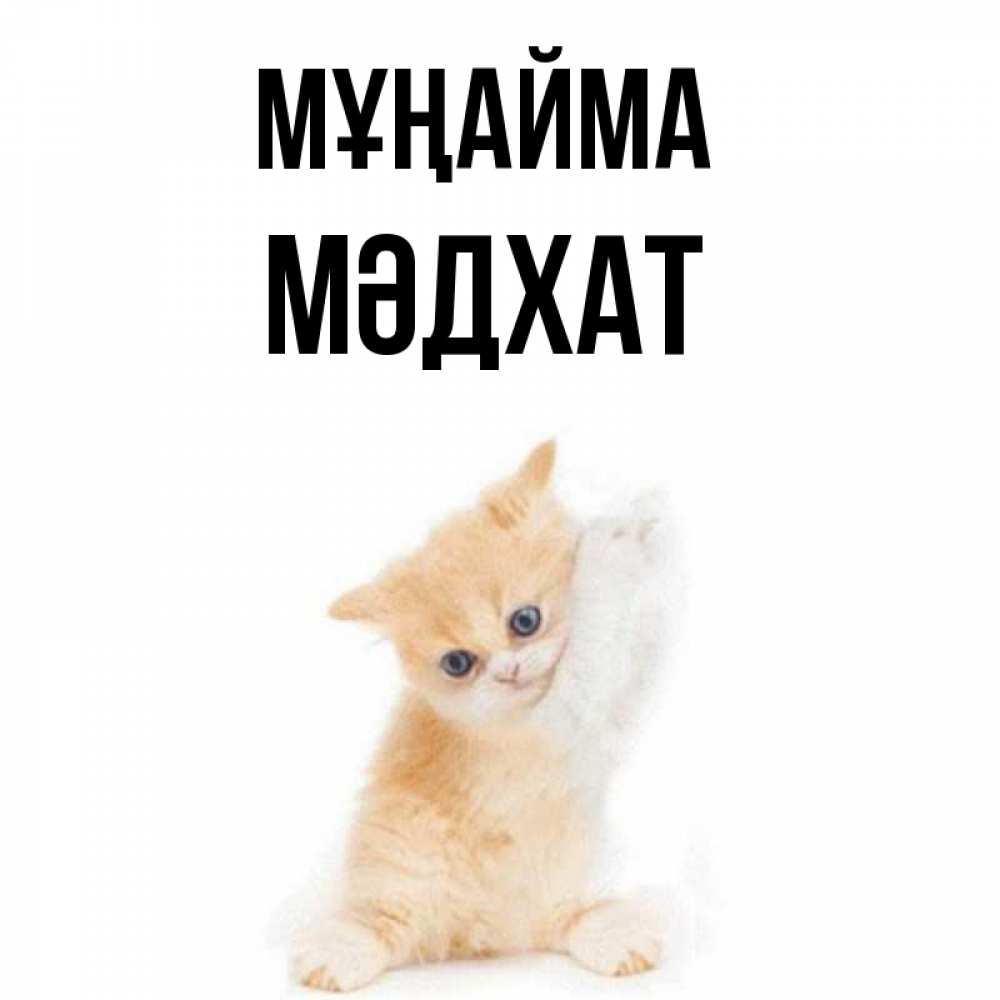 Күн сайын ашық хат с именем, МӘДХАТ Мұңайма просящий кот Онлайн тегін жүктеп алу тілектері бар керемет карта 