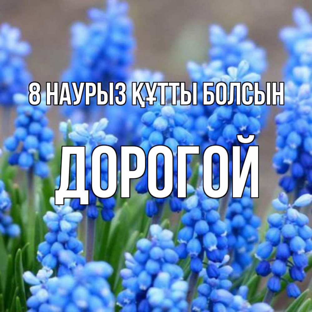 Күн сайын ашық хат с именем, Дорогой 8 наурыз құтты болсын Поздравительная открытка для женщин с цветами на праздничную дату Онлайн тегін жүктеп алу тілектері бар керемет карта 